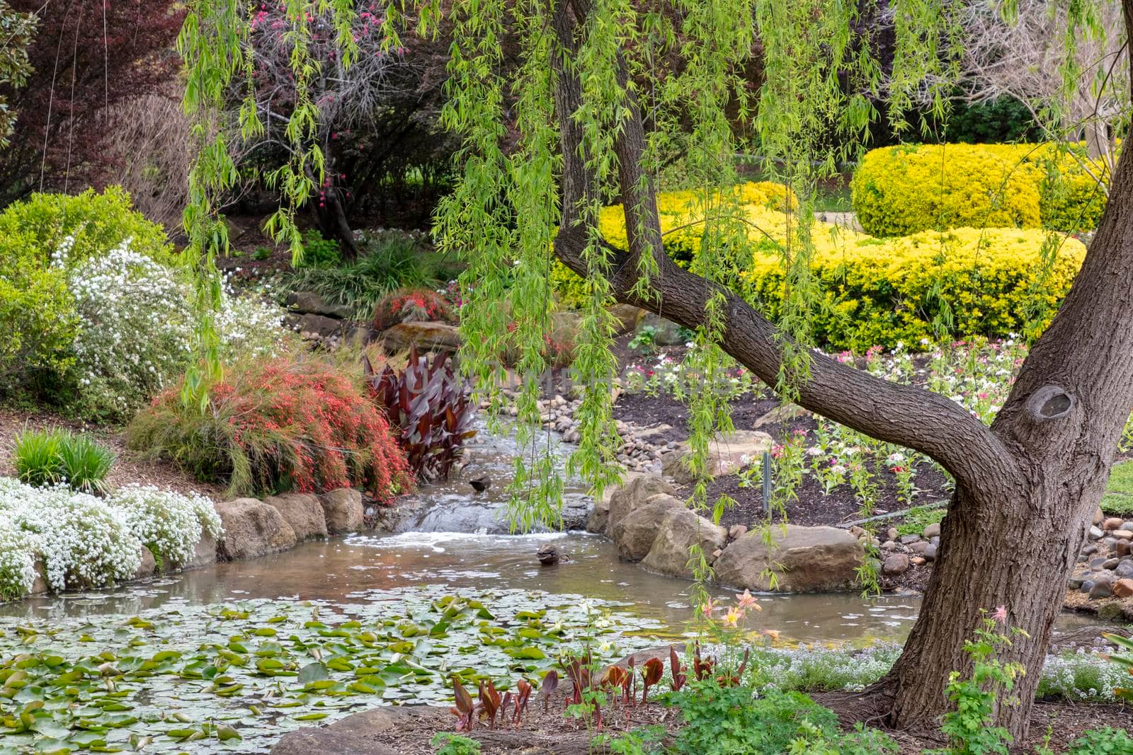 A colourful arrangement of flowers and plants near a running creek