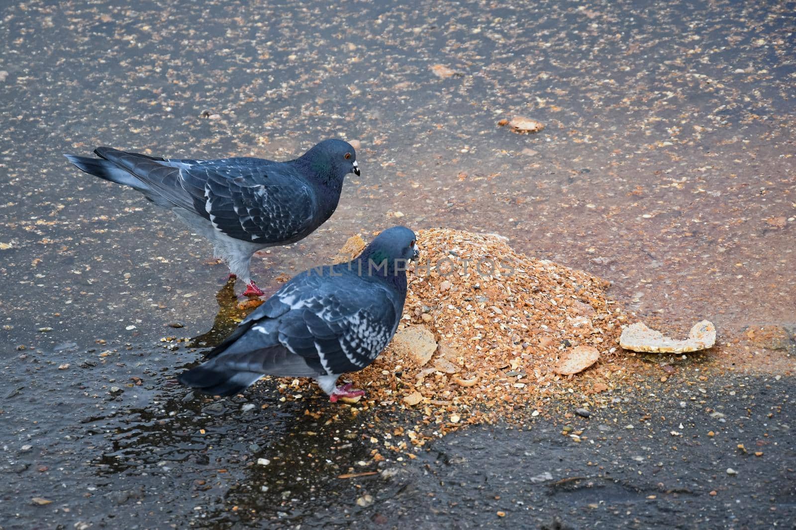 Beautiful shot of pigeons searching for food