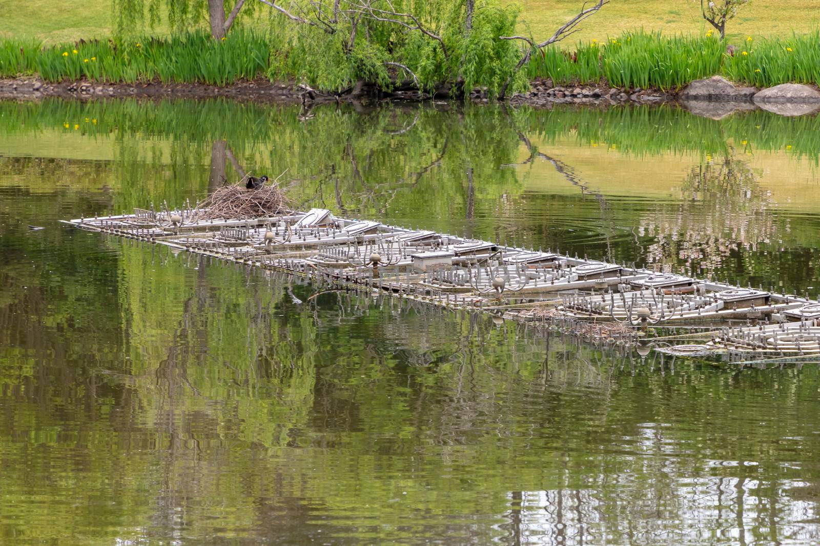 A waterfowl nesting on a portable fireworks pontoon floating on a lake in a large public garden