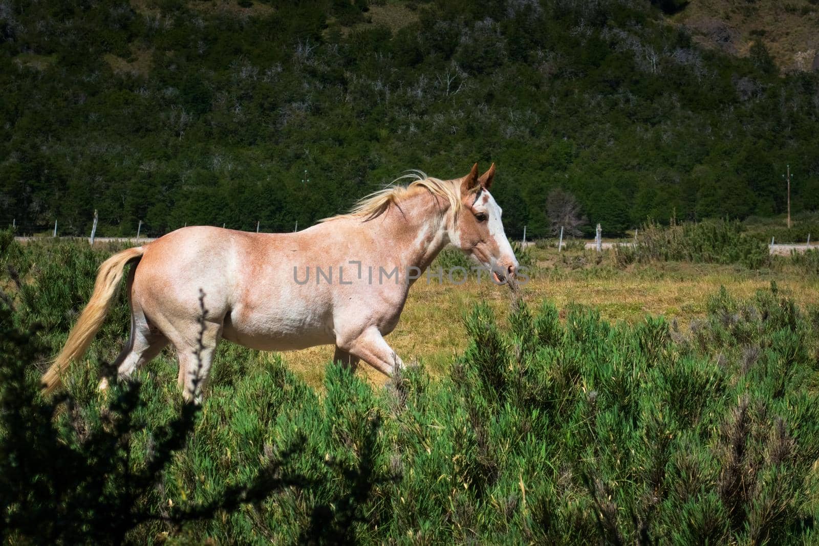 Young, lively horse, galloping across a prairie in Argentinian Patagonia. by hernan_hyper