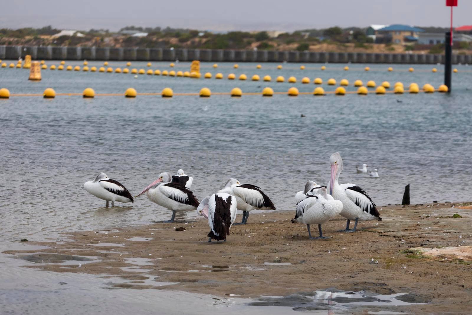 A flock of pelicans sitting on the side of a large estuary near the mouth of the River Murray in Goolwa by WittkePhotos