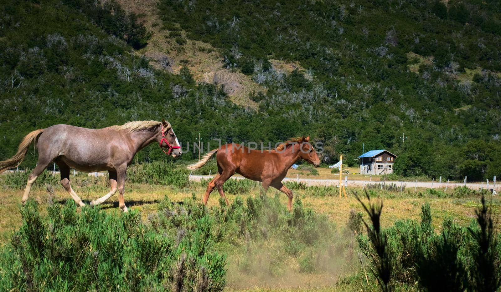 Free roaming horses galloping across a prairie in Argentinian Patagonia. by hernan_hyper