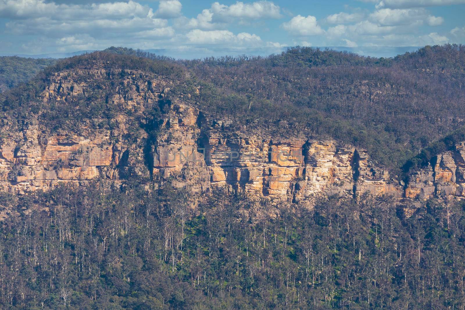 A forest near a cliff burnt by bushfire in The Blue Mountains in New South Wales in Australia