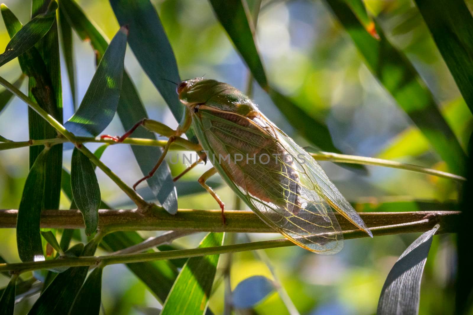 A green Cicada walking on a tree branch in a forest by WittkePhotos