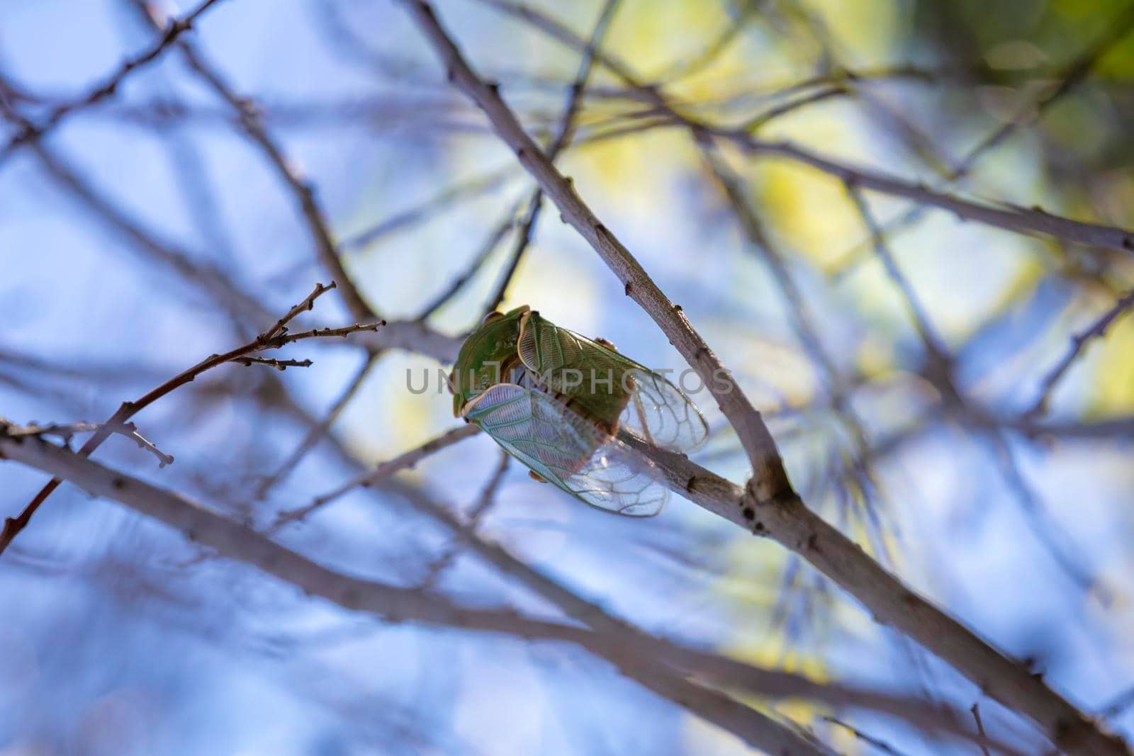 A green Cicada walking on a tree branch in a forest by WittkePhotos