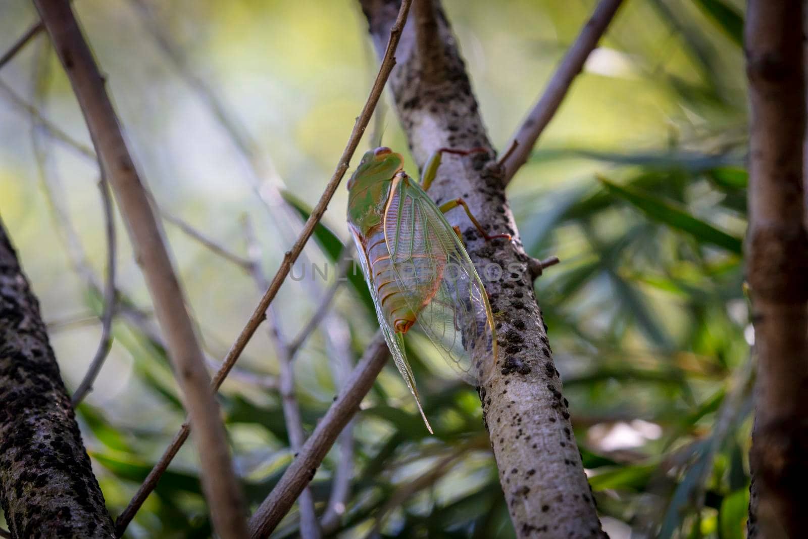 A green Cicada walking on a tree branch in a forest by WittkePhotos