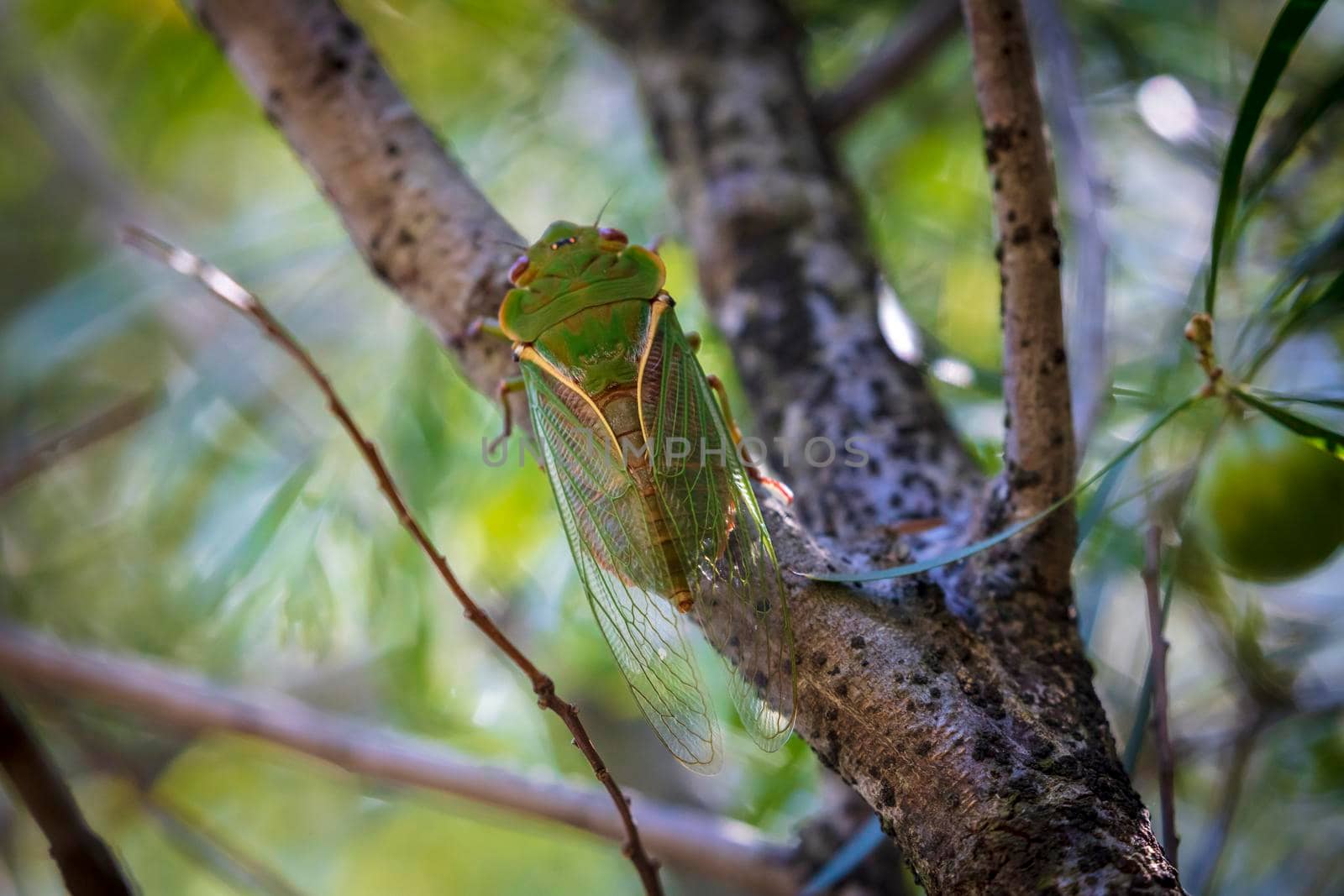 A green Cicada walking on a tree branch in a forest by WittkePhotos