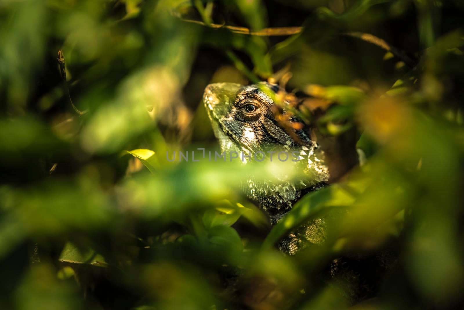 A grey lizard hiding amongst green leaves and looking out via a small gap