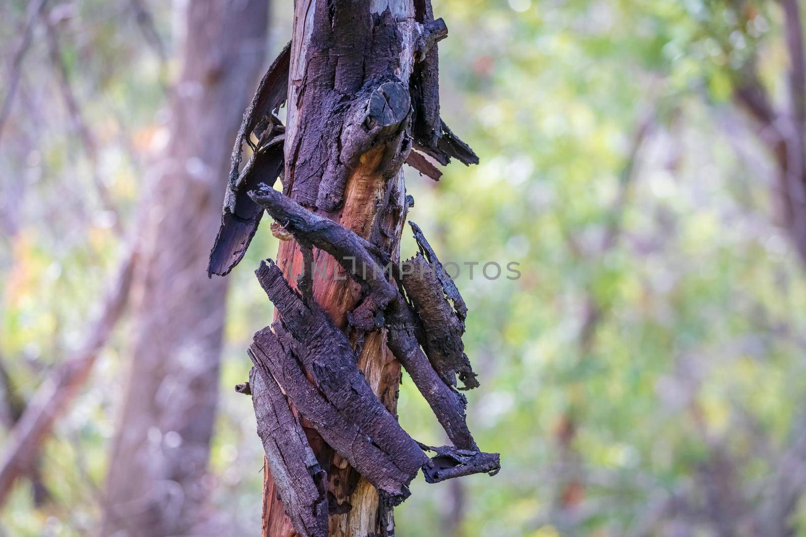 A gum tree burnt by bushfire in regional Australia by WittkePhotos