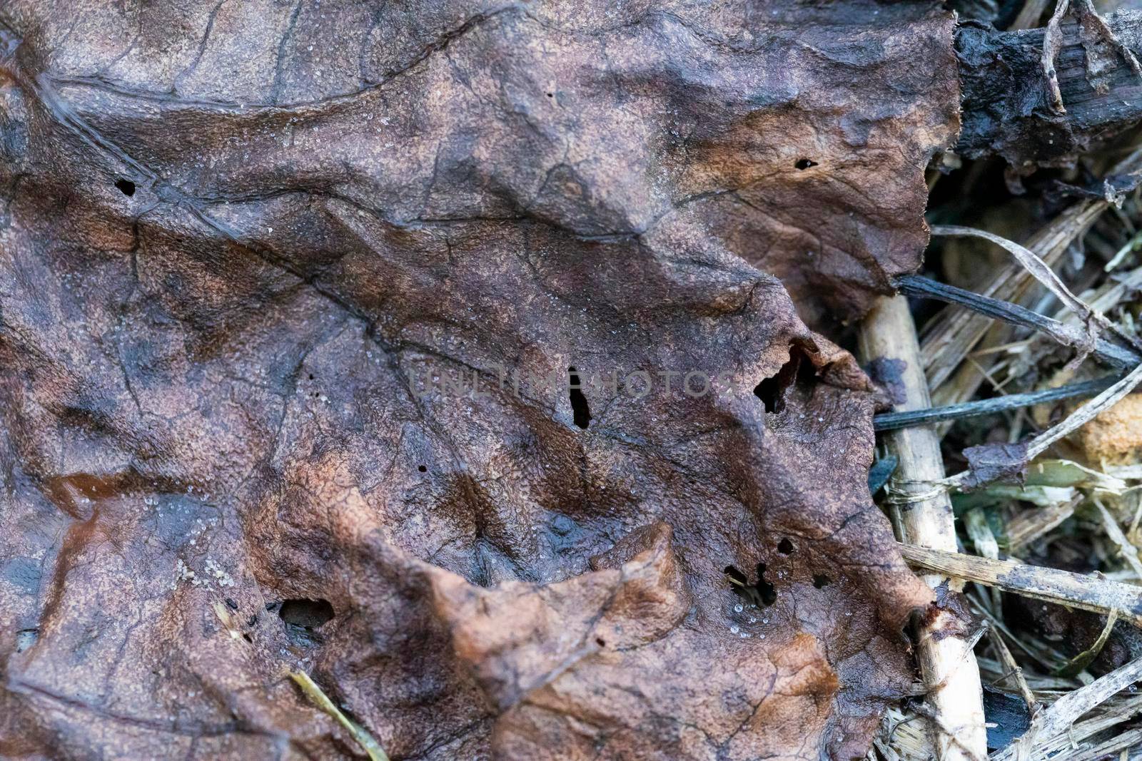 A large brown leaf lying on the ground with holes where it has been eaten by an insect
