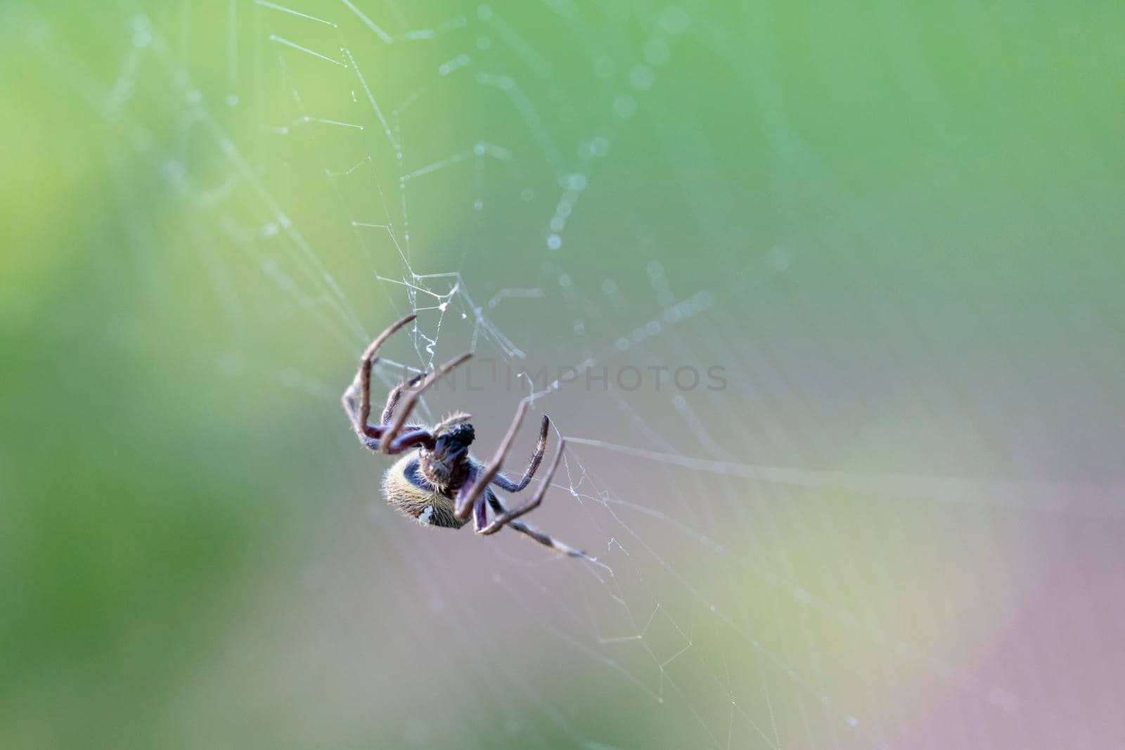 A large brown spider walking around a spider web in a garden in the early morning