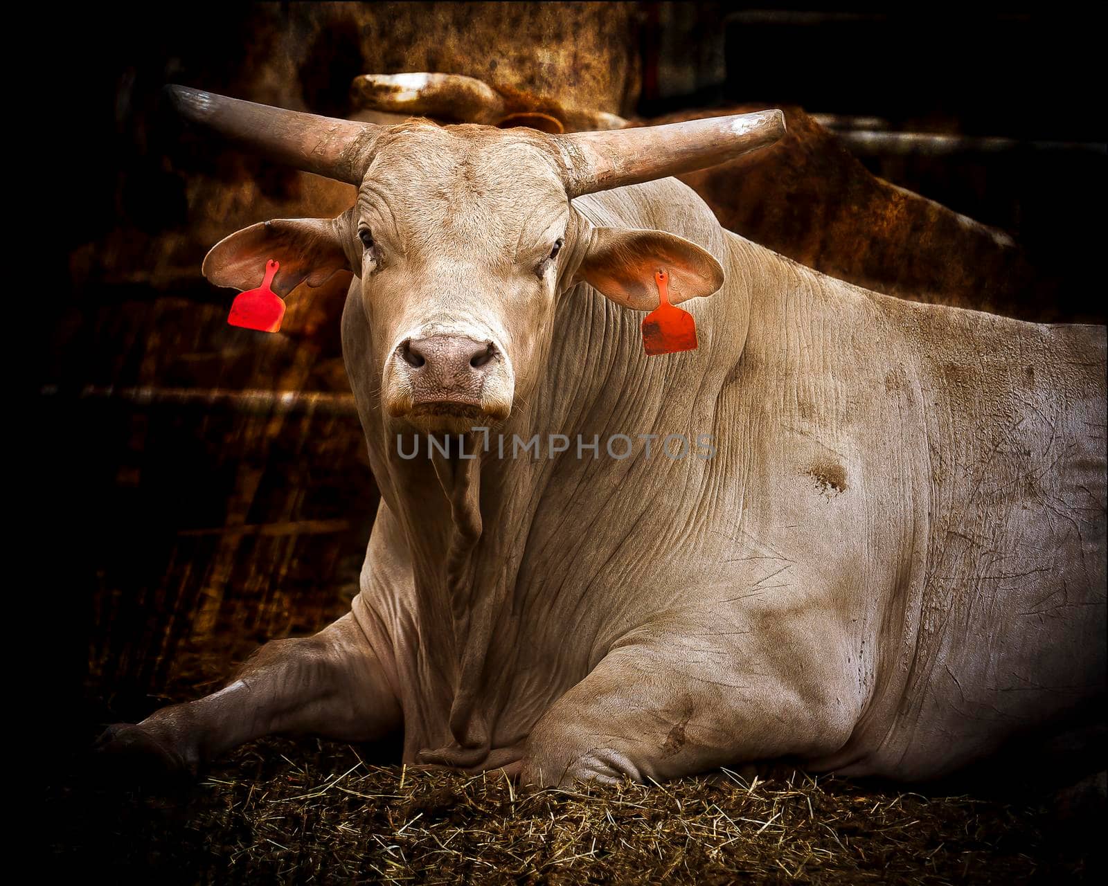 A large light brown bull with long horns resting in a pen with other bulls by WittkePhotos