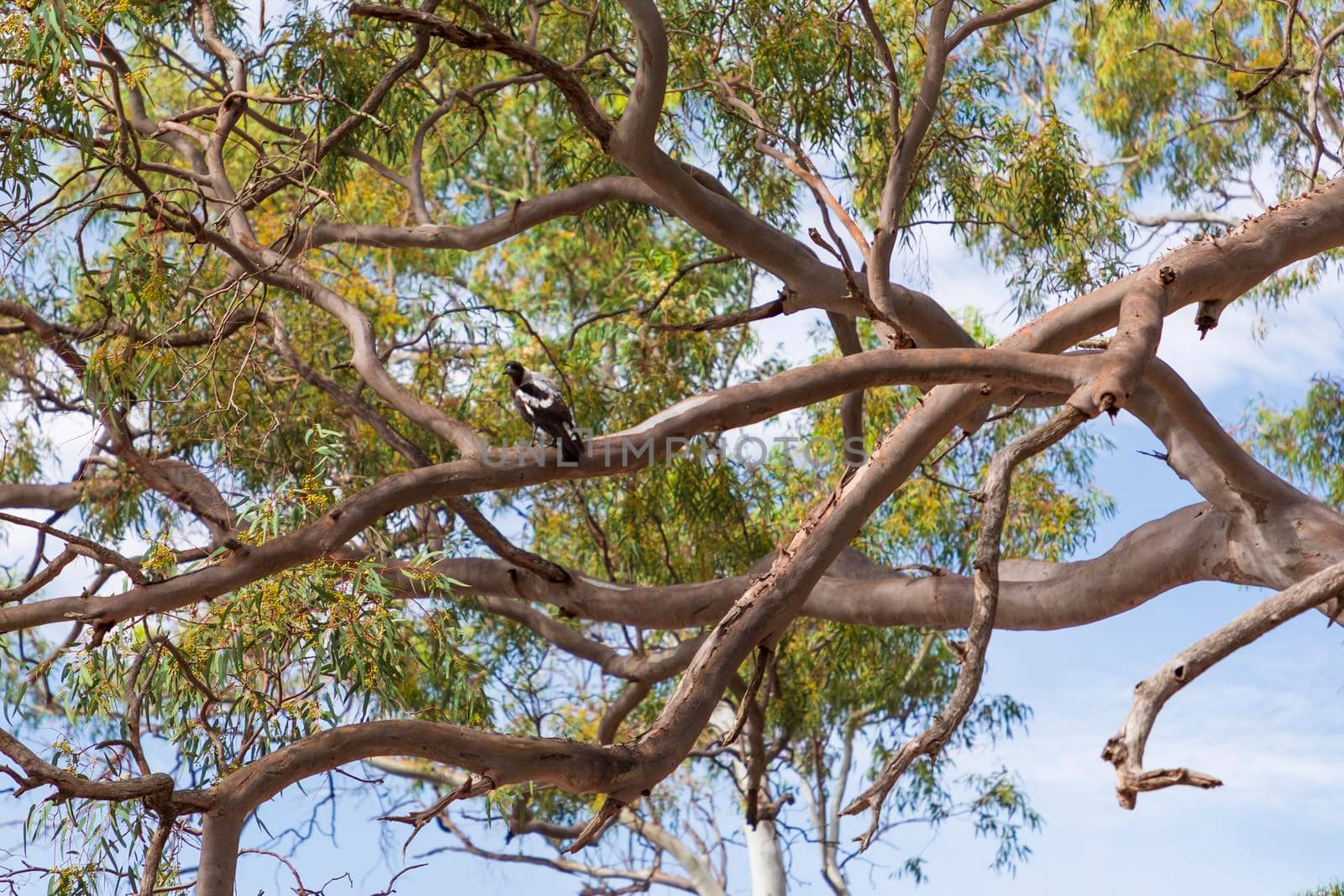 A Magpie sitting in a Gum Tree with green leaves and brown branches with blue sky by WittkePhotos