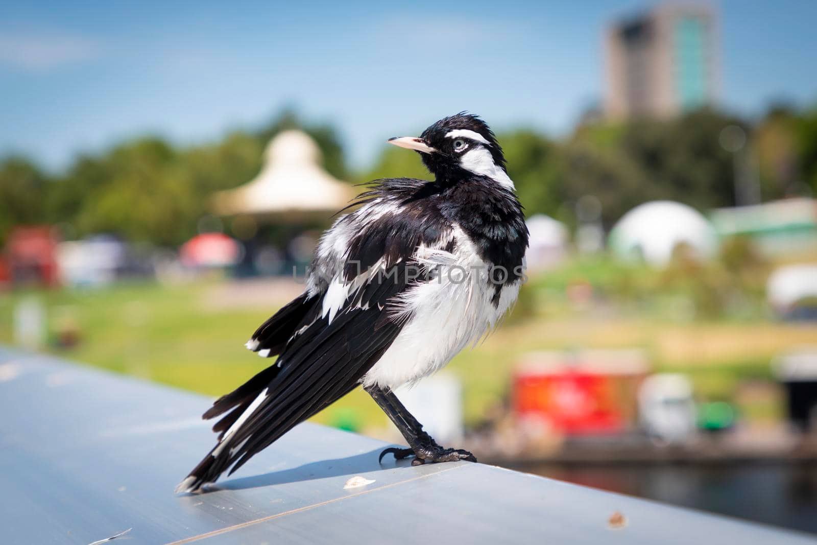 A black and white magpie bird sitting on an aluminium hand rail in the sunshine