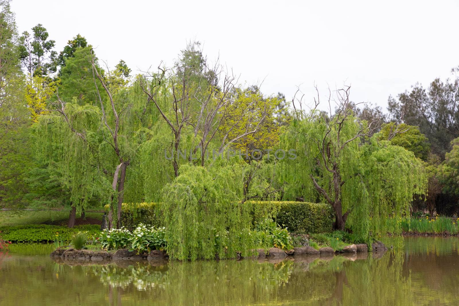 A large willow tree and red flowers in a pond in a large garden in regional Australia