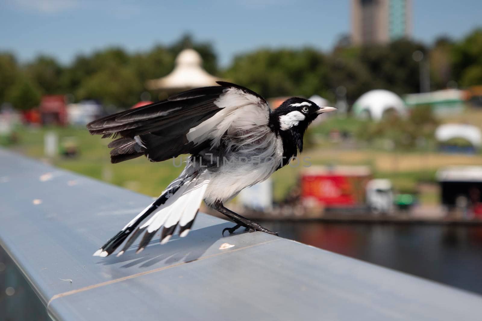 A black and white magpie bird sitting on an aluminium hand rail in the sunshine