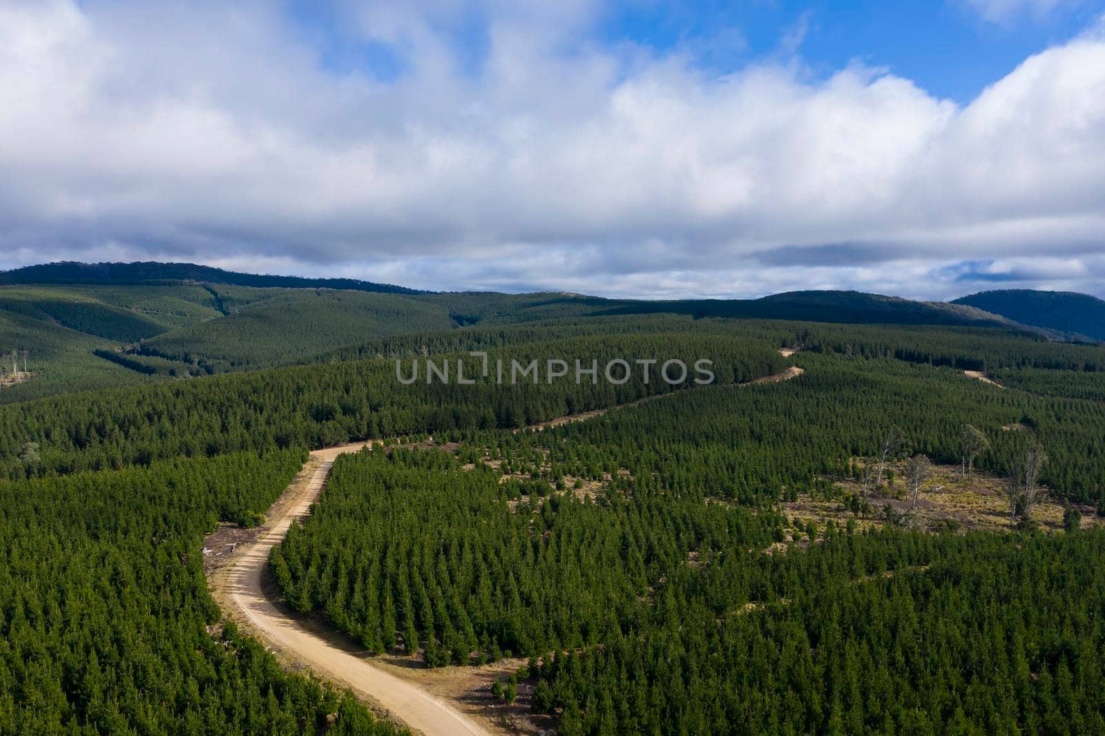 A pine forest under a cloudy blue sky