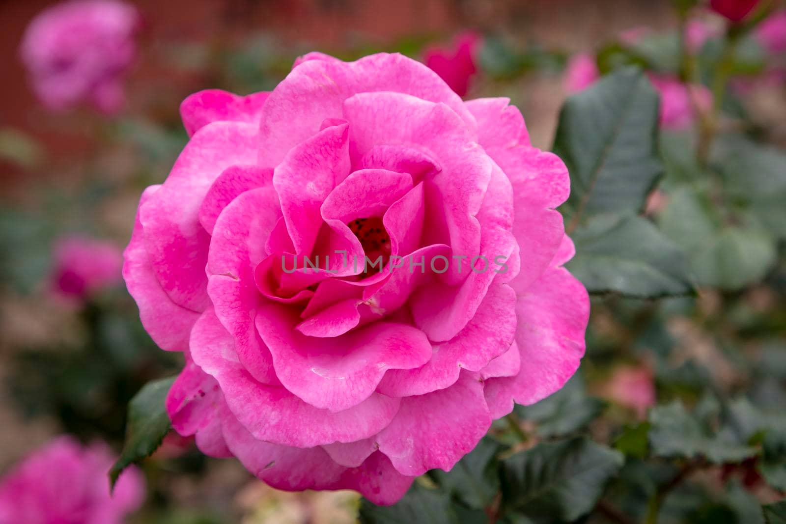 A pink rose in full bloom surrounded by green leaves in a garden