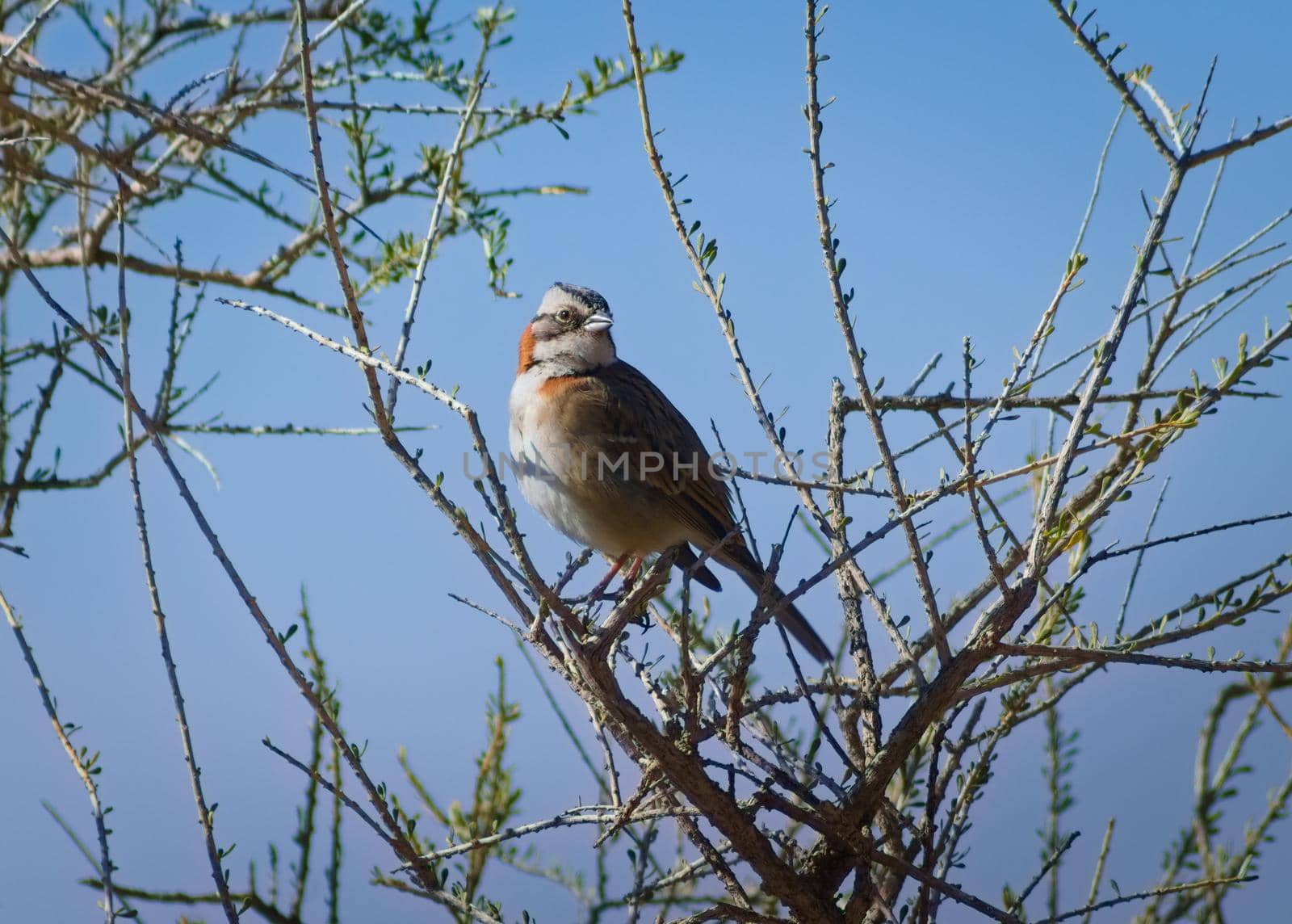 Andean Sparrow (Zonotrichia capensis) spotted in Villavicencio Natural Reserve, in Mendoza, Argentina. by hernan_hyper