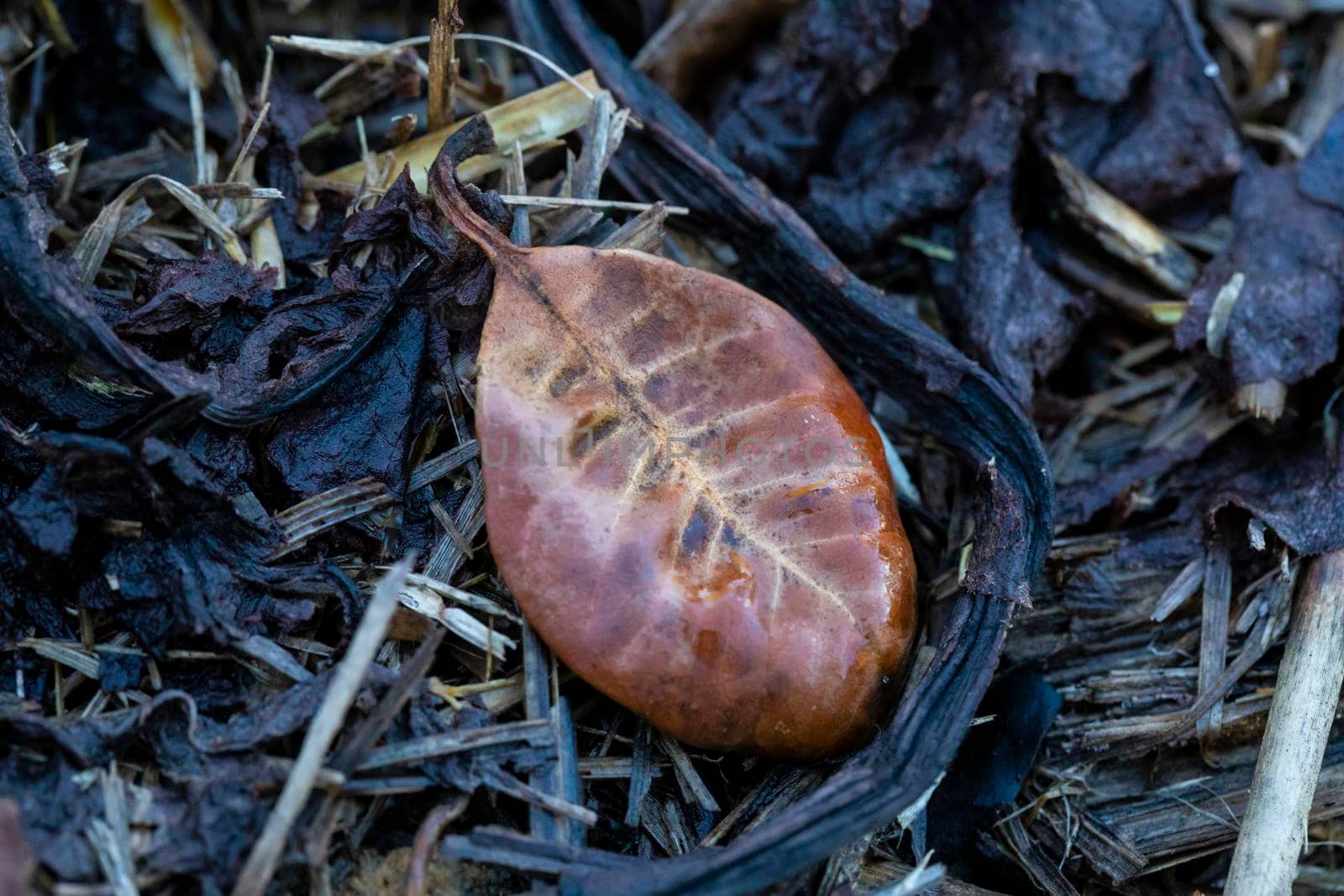 A small brown leave lying on the ground in the garden