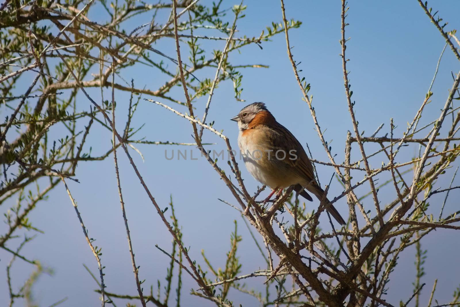 Andean Sparrow (Zonotrichia capensis) spotted in Villavicencio Natural Reserve, in Mendoza, Argentina. by hernan_hyper