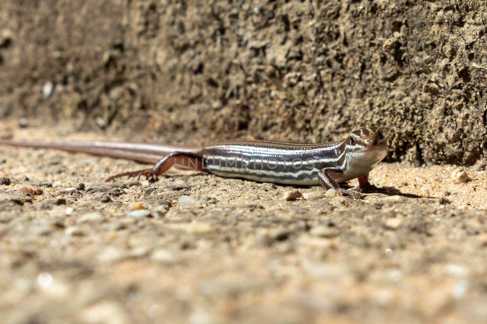 A small brown lizard standing in the sunshine in The Blue Mountains in regional New South Wales in Australia