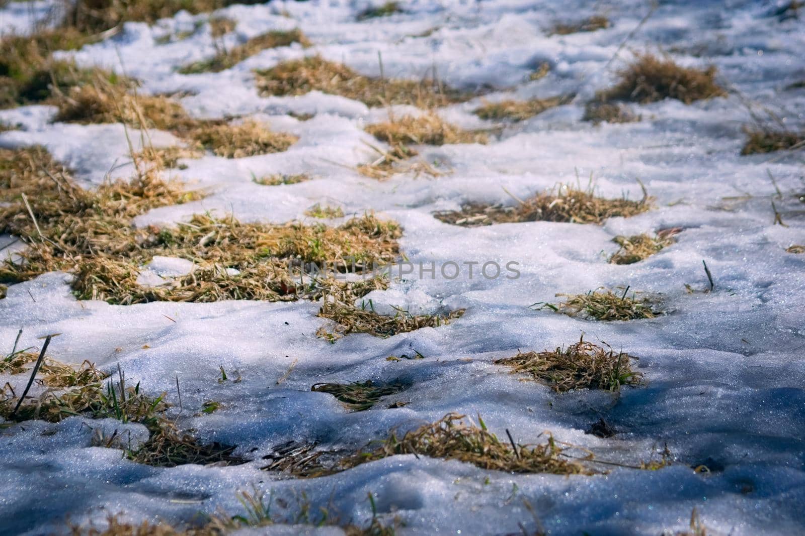 Snowy ground with patches of dry grass. Texture background.