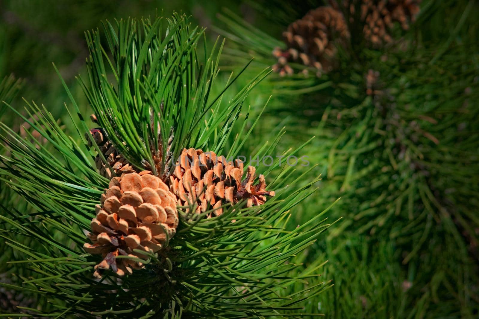 Natural pine cone and green needles on the tree. Close up. by hernan_hyper