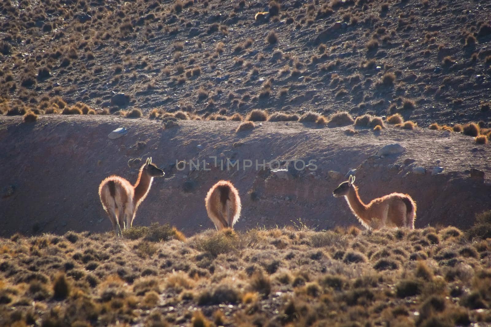 Young guanacos (Lama guanicoe) spotted in the steppes of Villavicencio natural reserve, in Mendoza, Argentina. by hernan_hyper