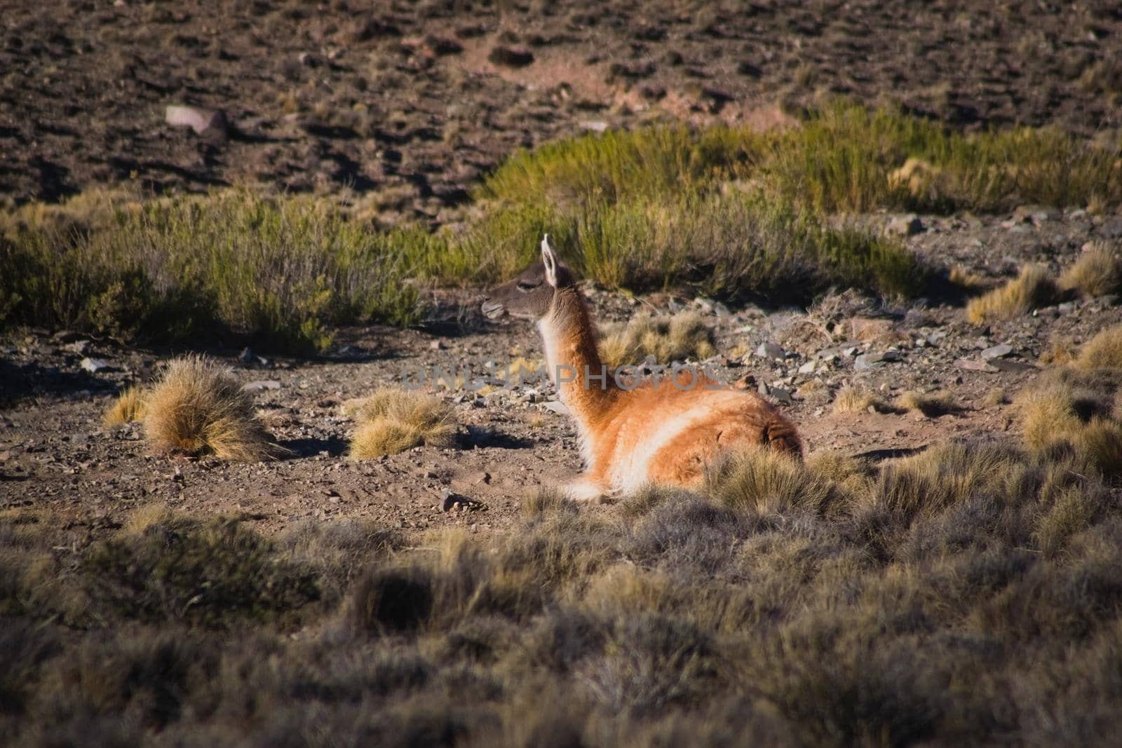 Old guanacos (Lama guanicoe) resting in the steppe of Villavicencio natural reserve, in Mendoza, Argentina. by hernan_hyper