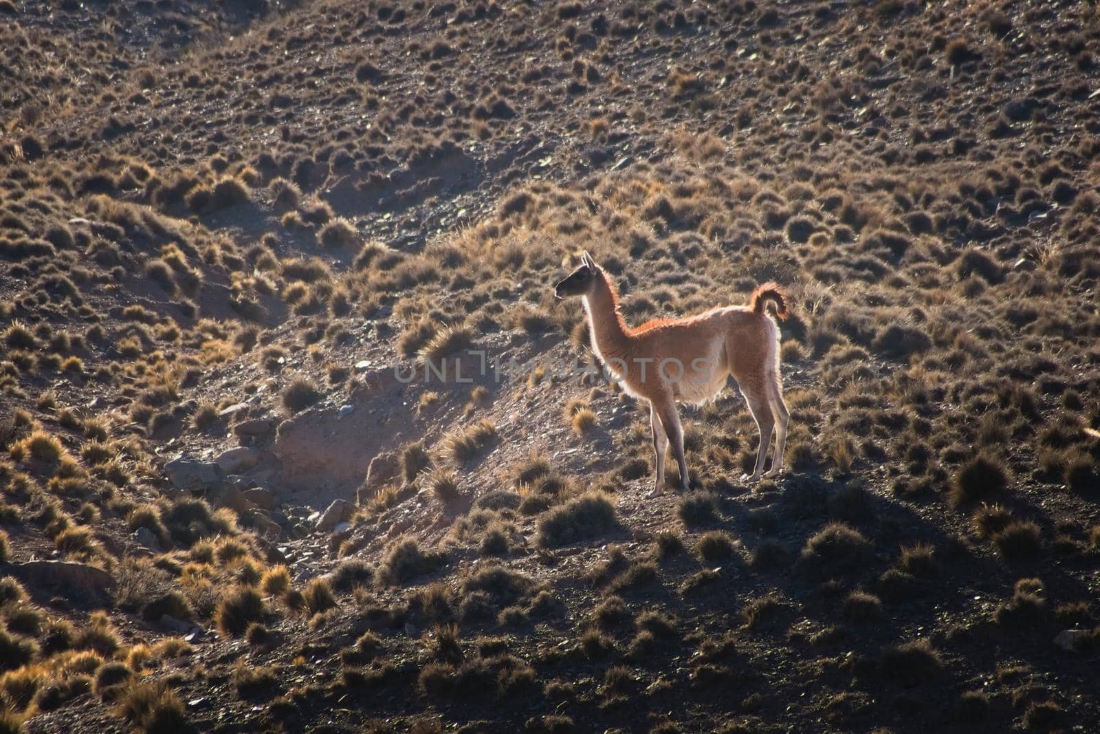 Young guanaco (Lama guanicoe) spotted in the steppes of Villavicencio natural reserve, in Mendoza, Argentina. by hernan_hyper
