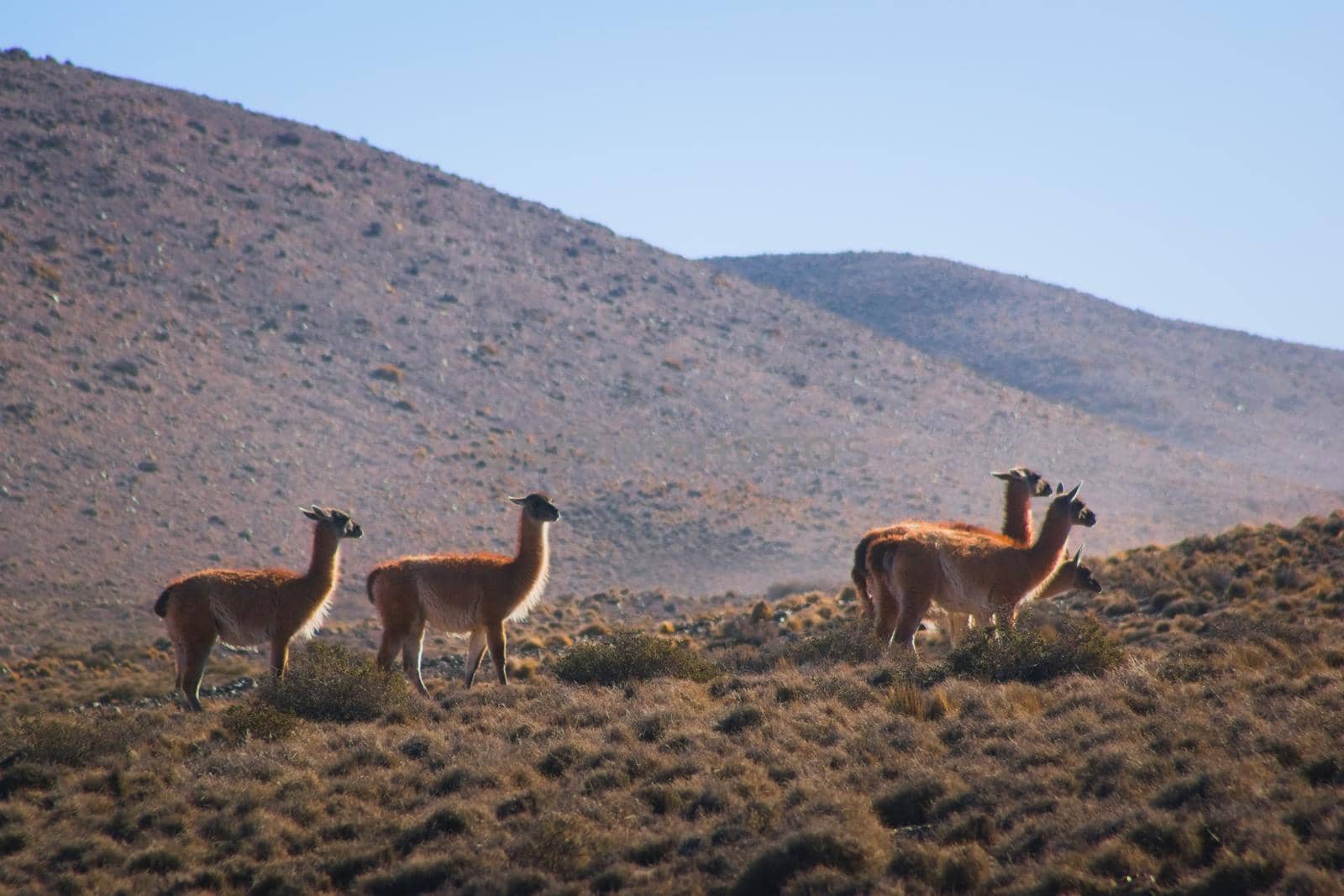 Herd of guanacos (Lama guanicoe) spotted in the steppes of Villavicencio natural reserve, in Mendoza, Argentina. by hernan_hyper