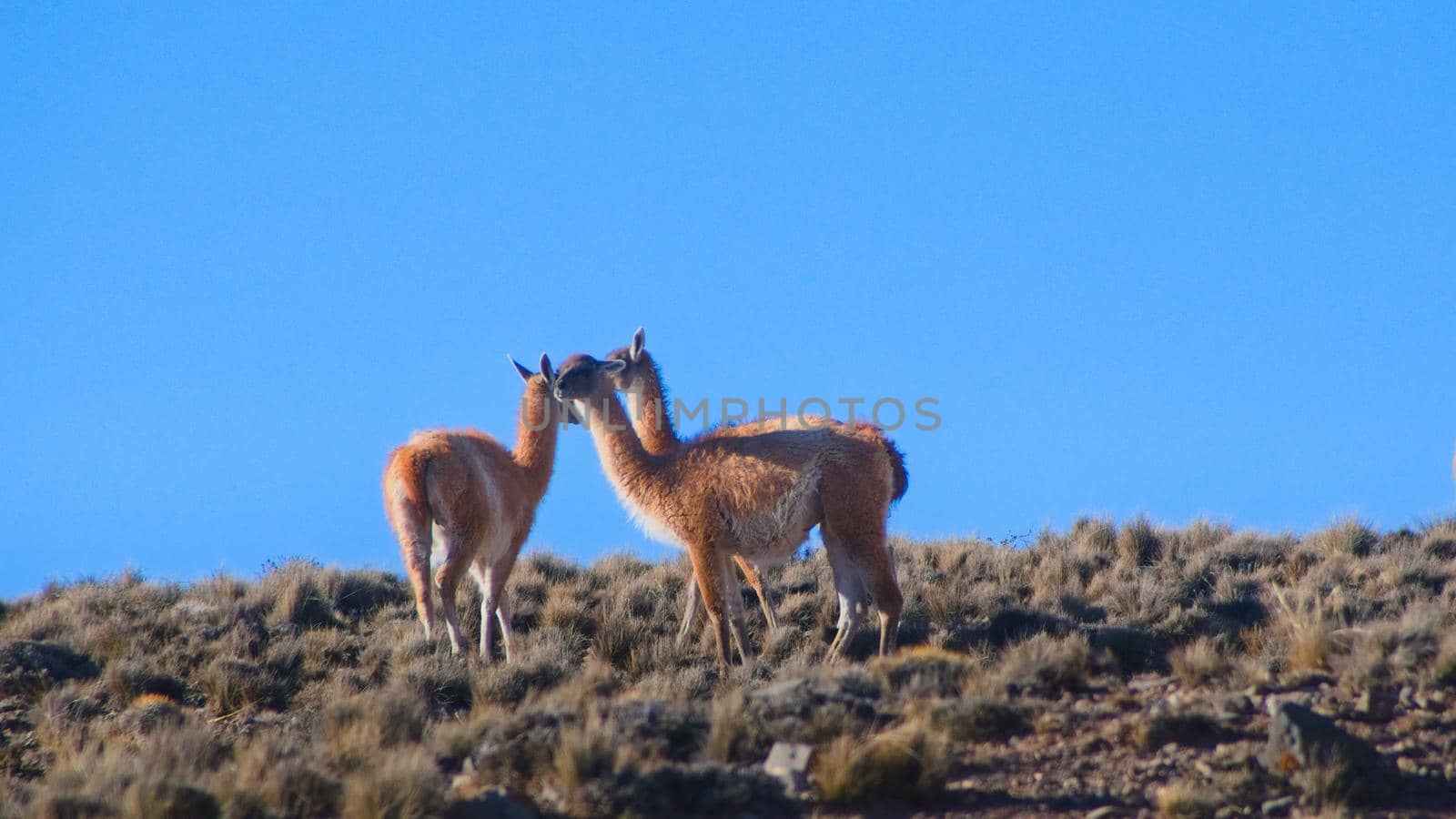 Herd of guanacos (Lama guanicoe) spotted in the steppes of Villavicencio natural reserve, in Mendoza, Argentina. by hernan_hyper