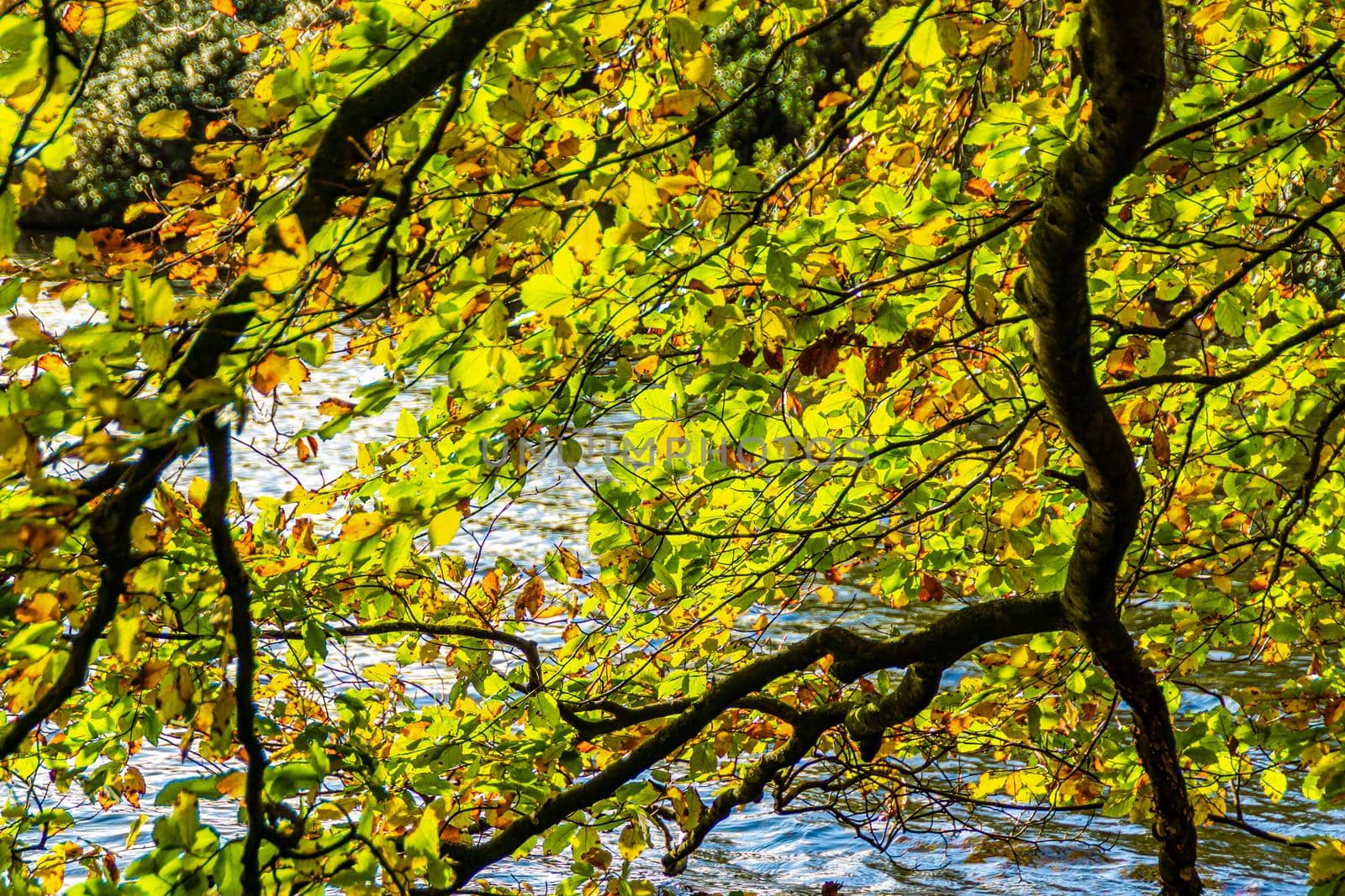 Close image of branched from a tree near  the shore of a lake, hanging over the water.
