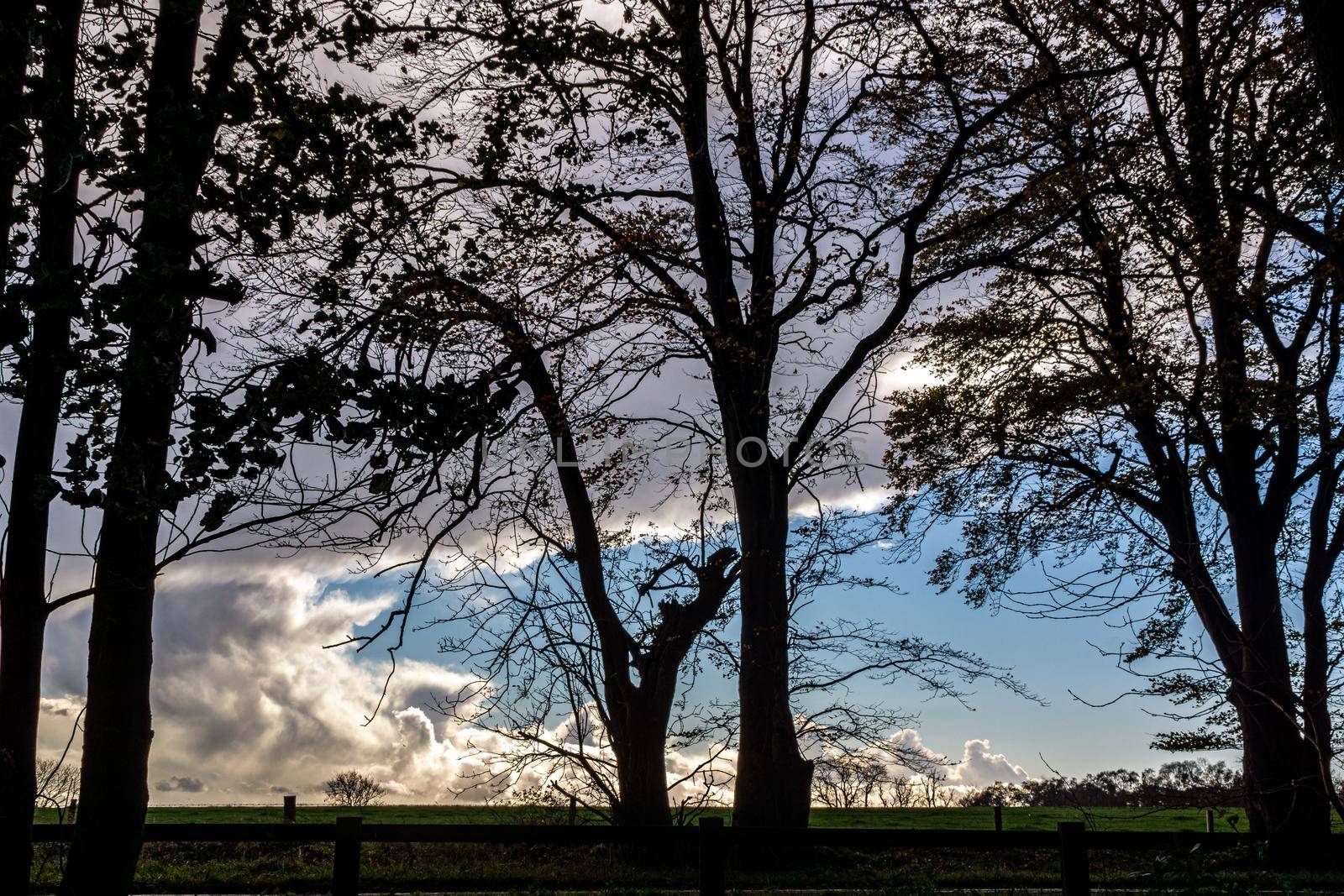 The silhouette of some trees at the edge of the woods, against a cloudy blue sky