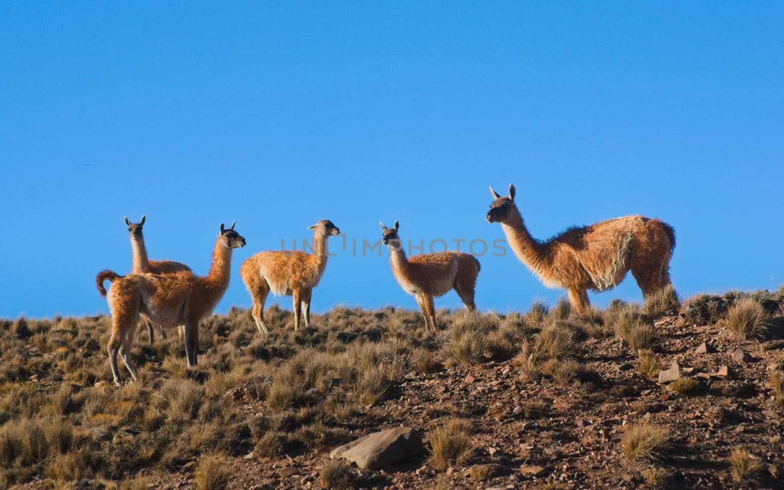 Herd of guanacos (Lama guanicoe) spotted in the steppes of Villavicencio natural reserve, in Mendoza, Argentina. by hernan_hyper