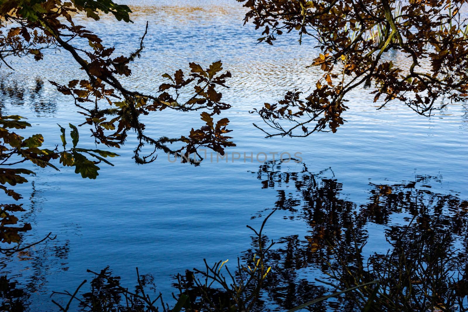 Close up image of branches from a tree near  the shore of a lake, hanging over the water.