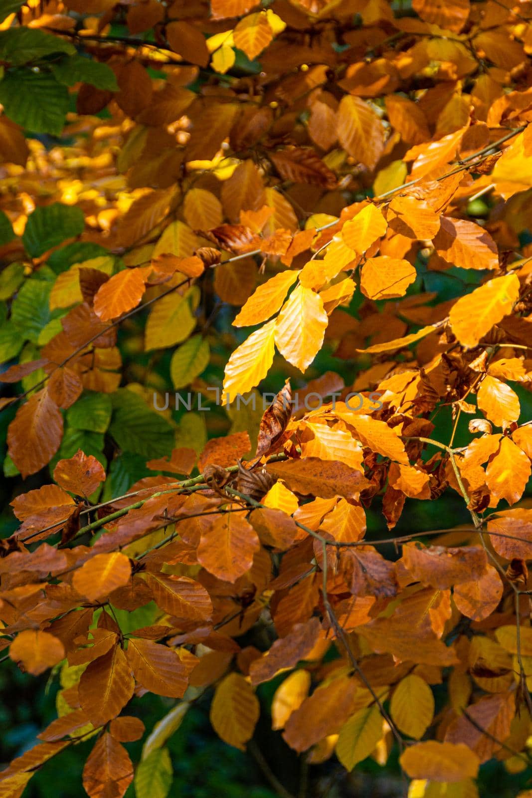 An image focusing on the warm colors of leaves during the autumn season
