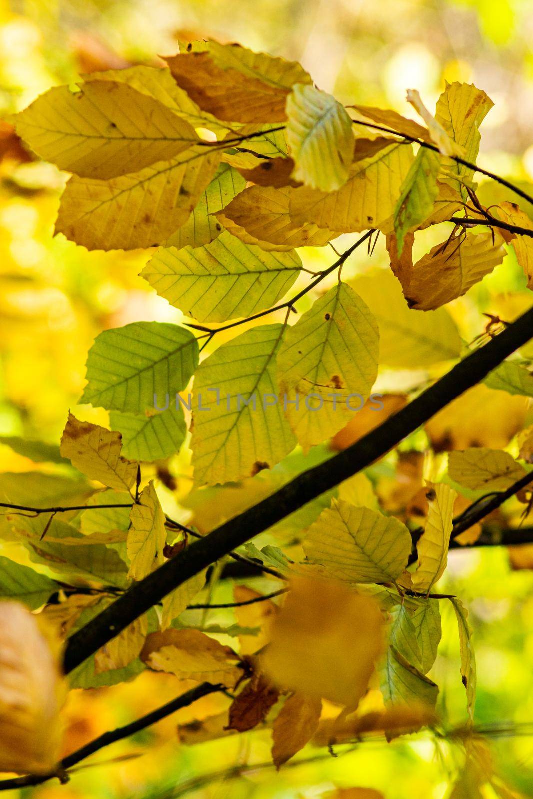 An image focusing on the warm colors of leaves during the autumn season