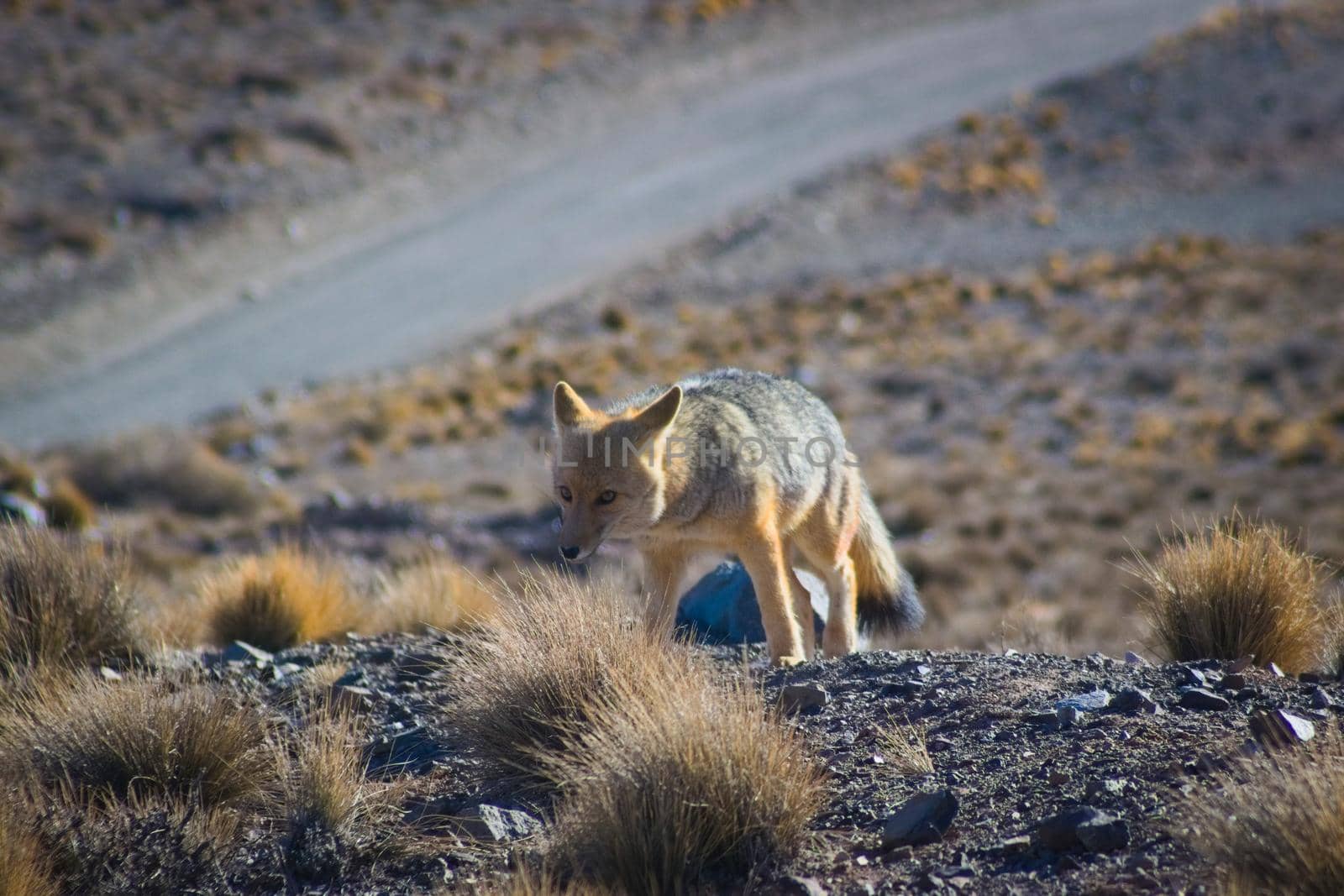 Andean fox, also known as culpeo (Lycalopex culpaeus) spotted in Villavicencio natural reserve, Mendoza, Argentina.