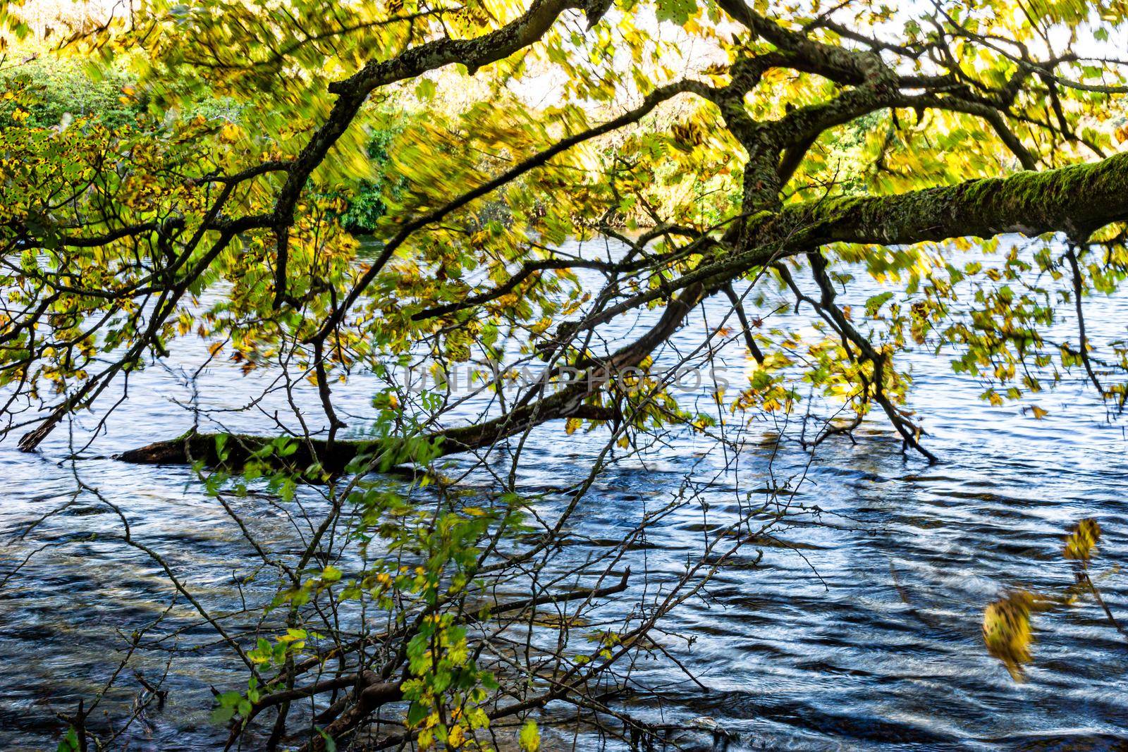 Close up image of branches from a tree near  the shore of a lake, hanging over the water.