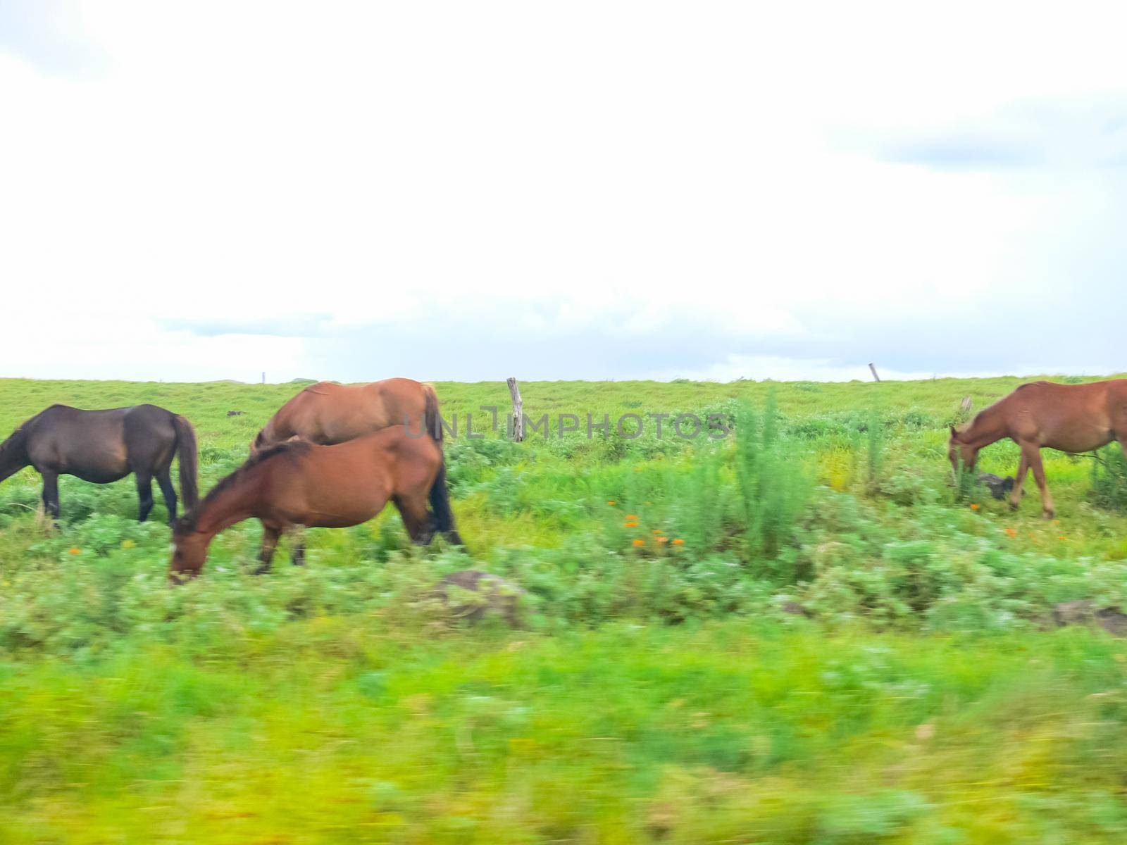 Grazing horses on Easter Island. Horses are imported species for Easter Island. by DePo