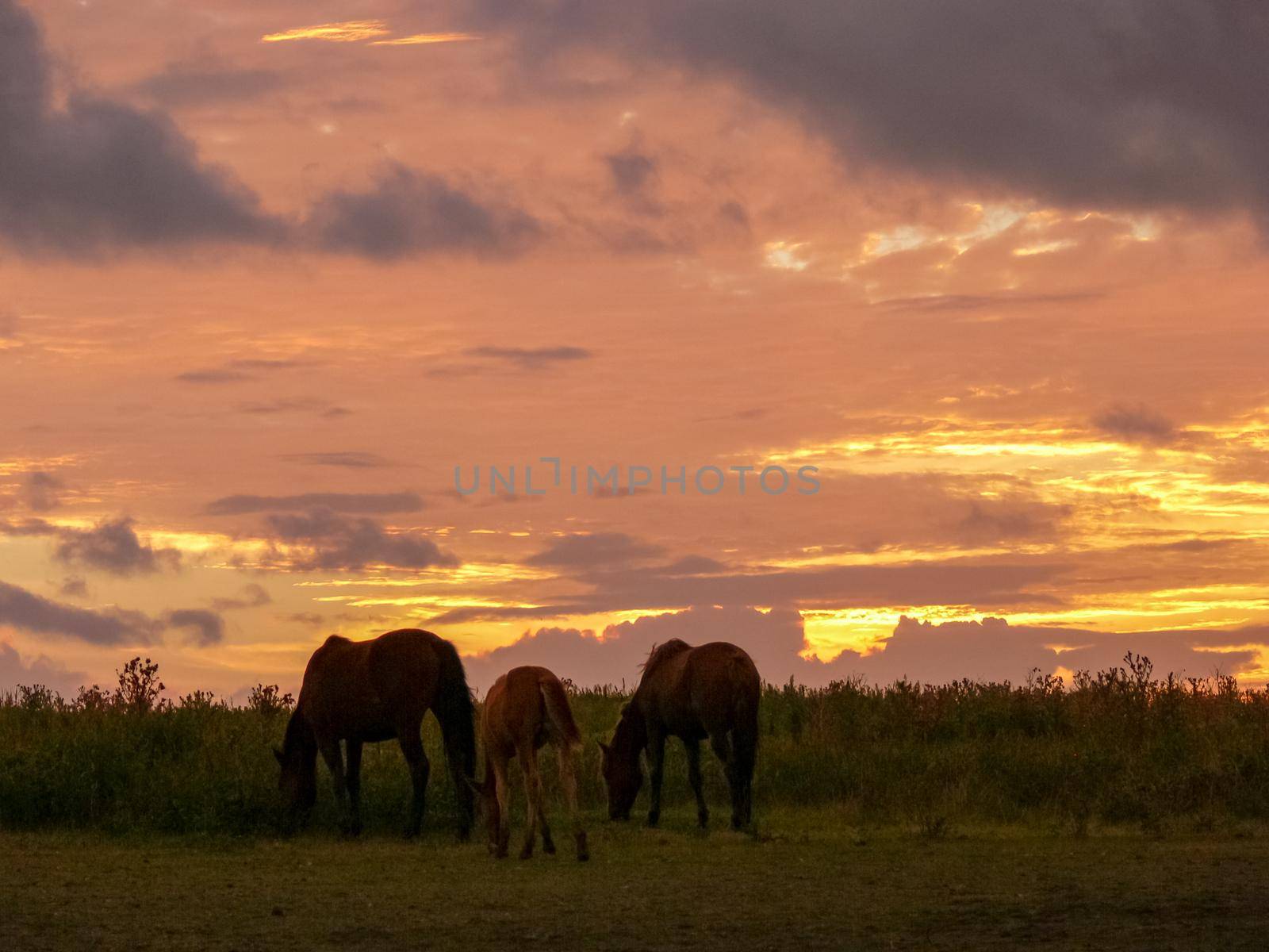 Grazing horses on Easter Island. Horses are a imported species for Easter Island.