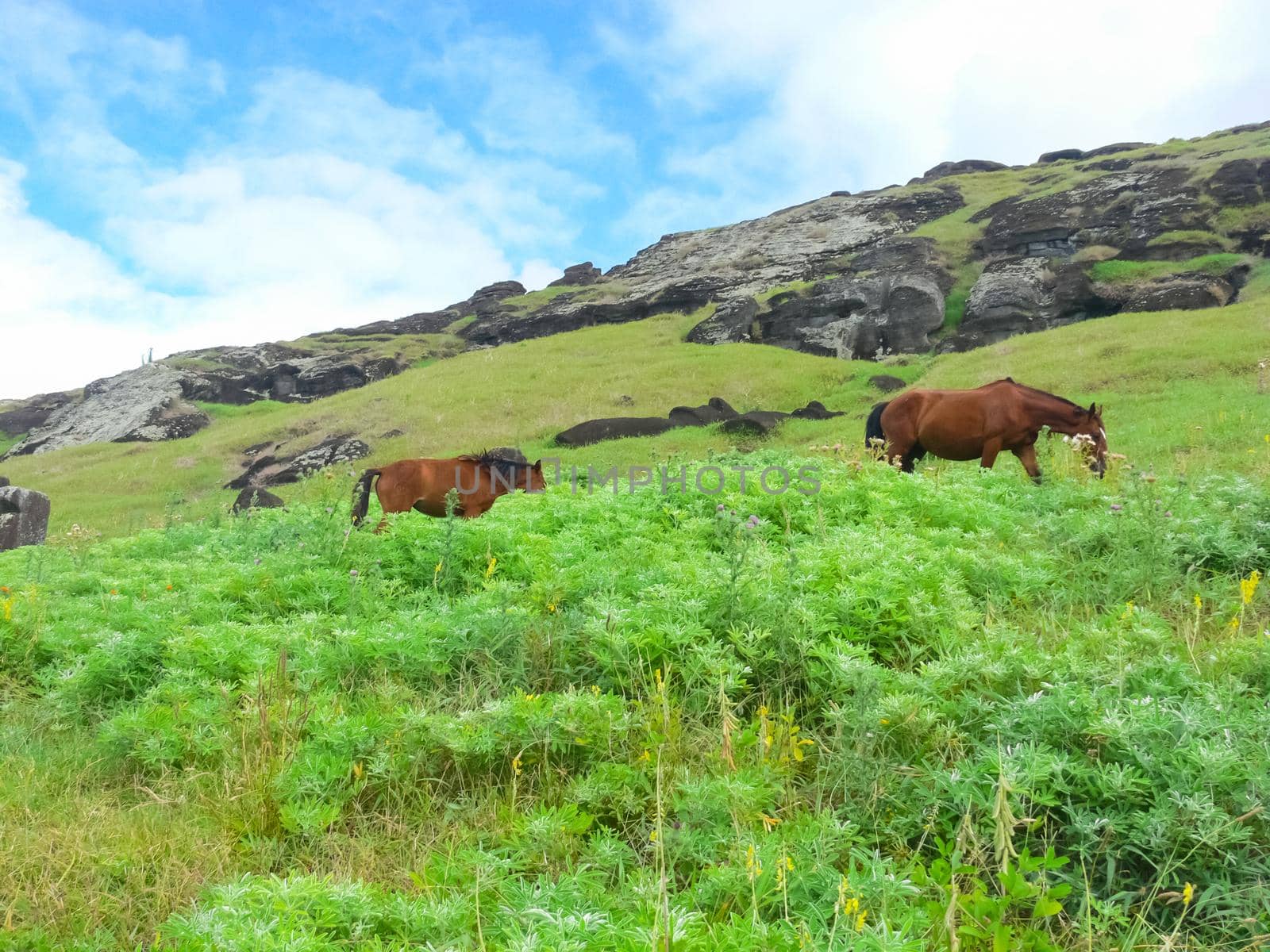 Grazing horses on Easter Island. Horses are a imported species for Easter Island.