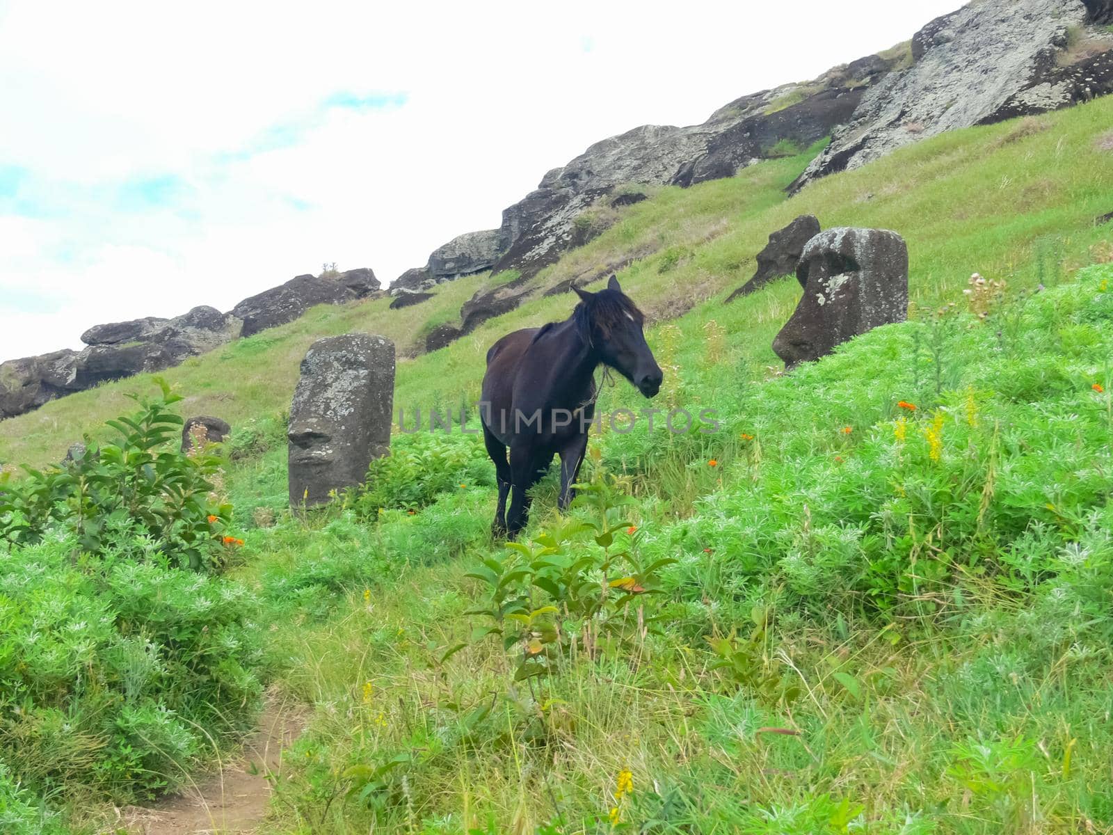 Grazing horses on Easter Island. Horses are imported species for Easter Island. by DePo