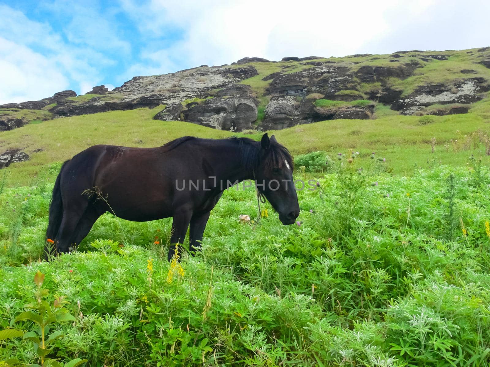 Grazing horses on Easter Island. Horses are a imported species for Easter Island.