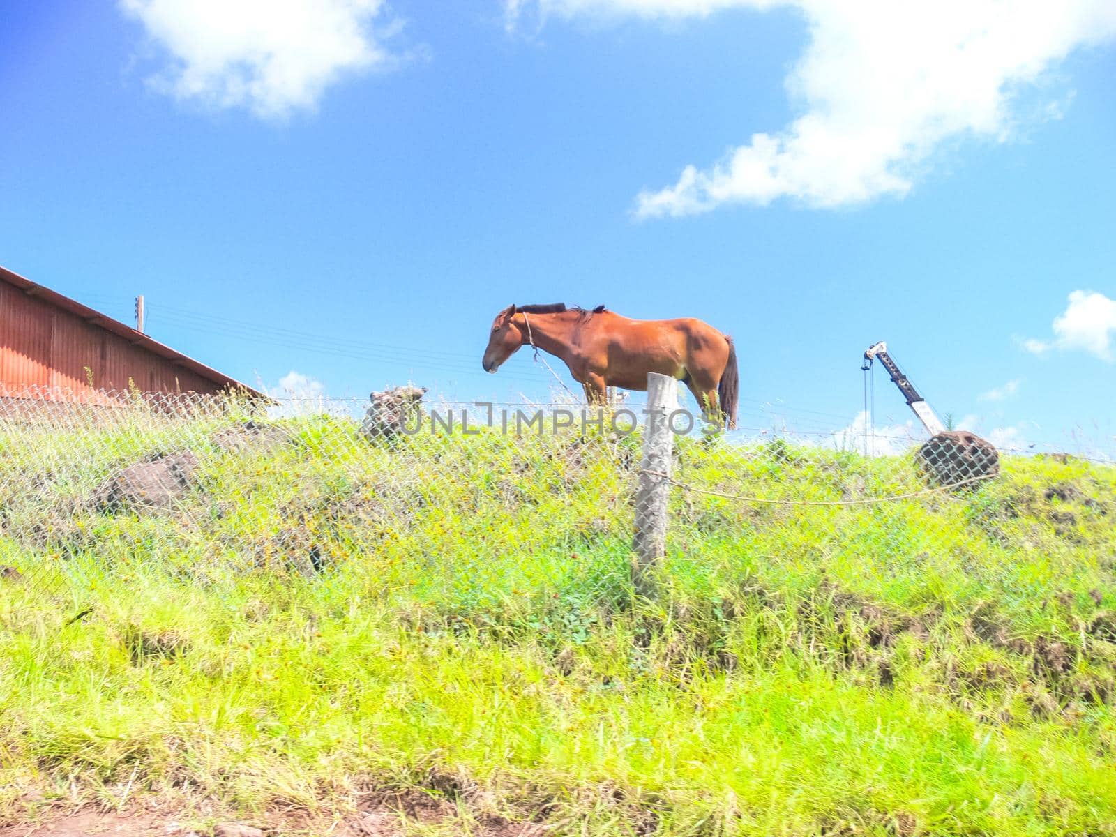 Grazing horses on Easter Island. Horses are imported species for Easter Island. by DePo