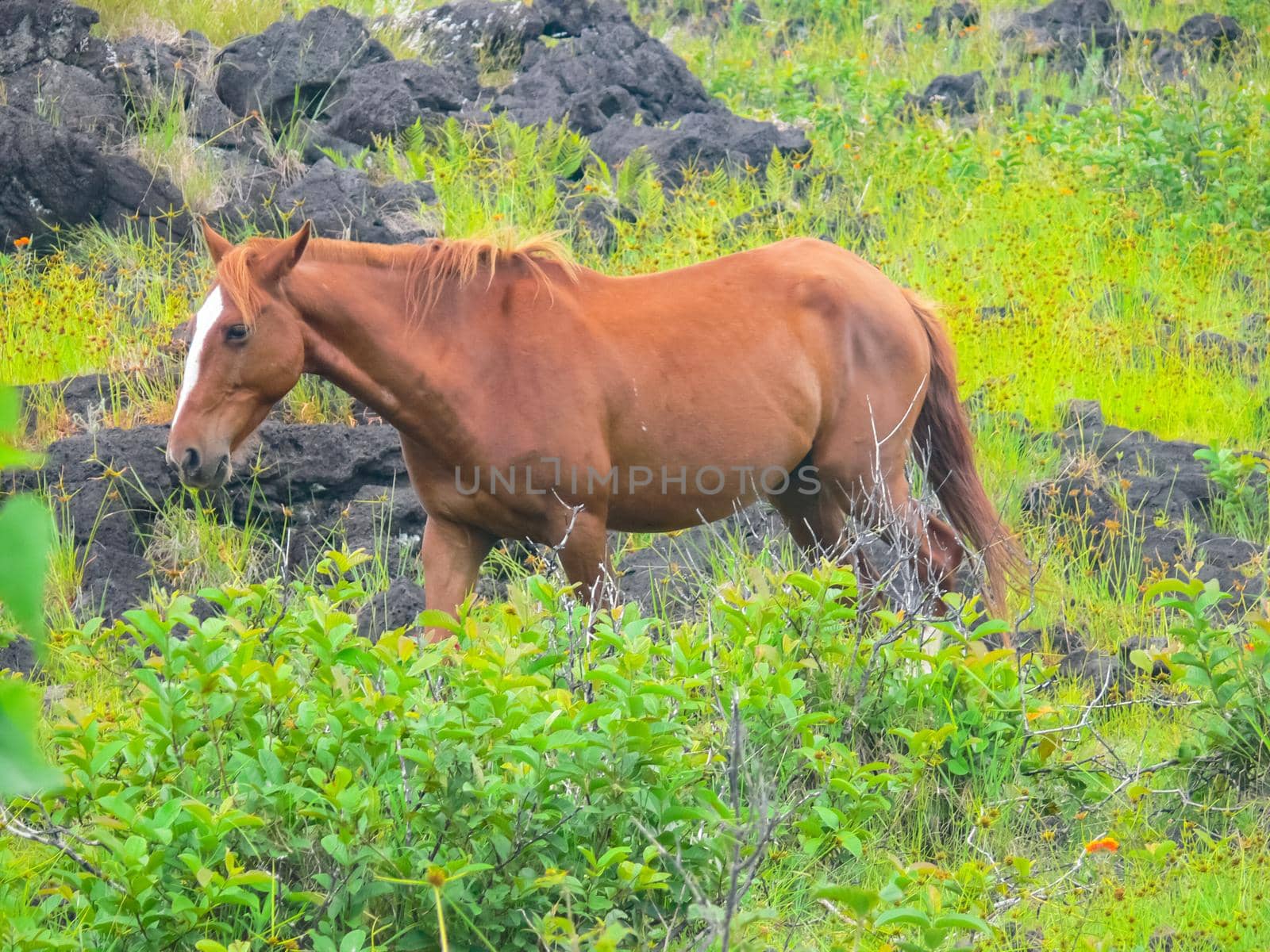 Grazing horses on Easter Island. Horses are imported species for Easter Island. by DePo