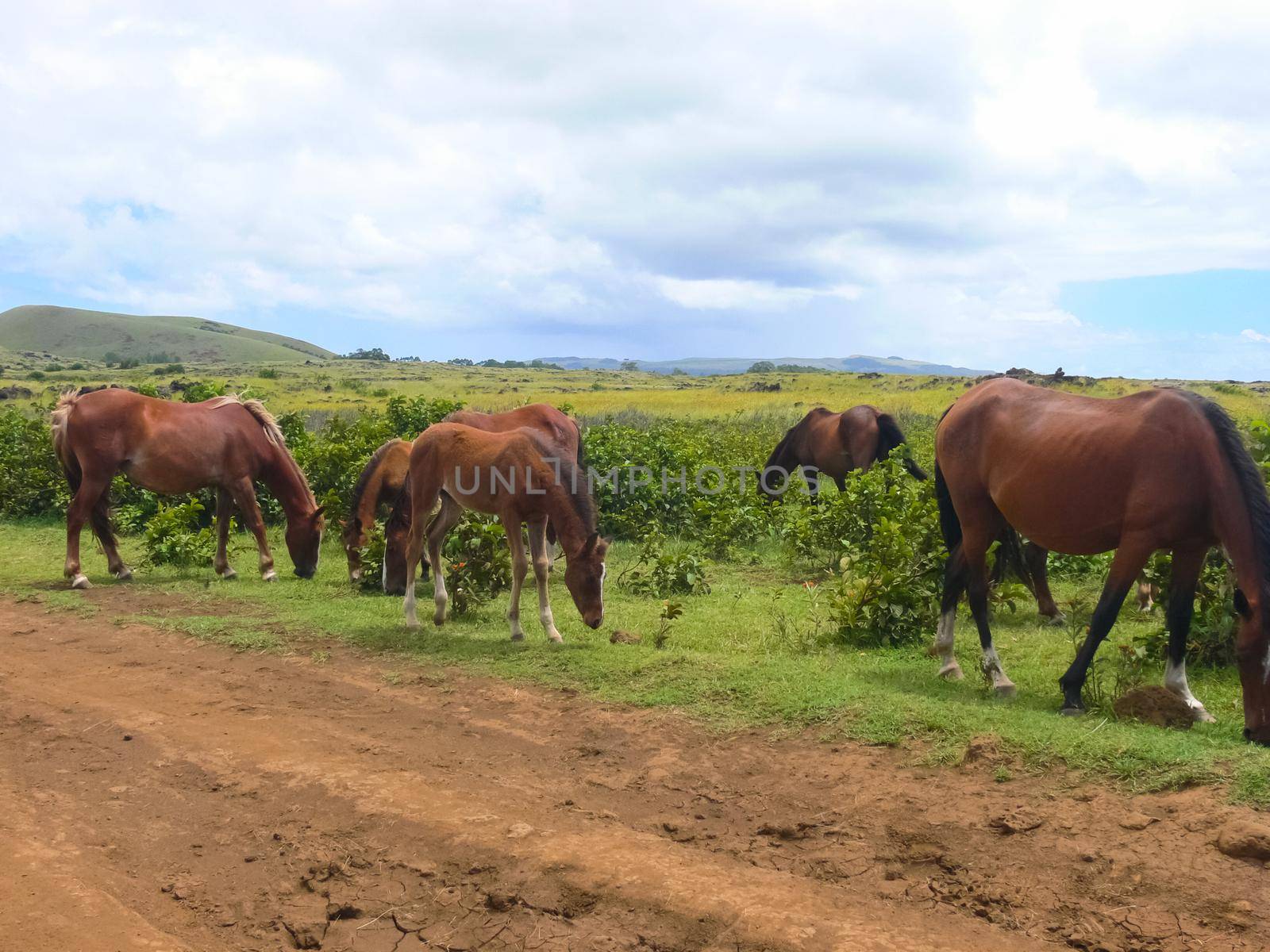 Grazing horses on Easter Island. Horses are a imported species for Easter Island.