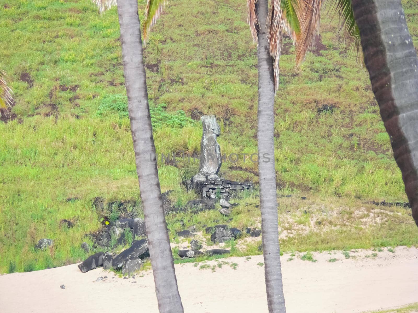 The nature of Easter Island, landscape, vegetation and coast.